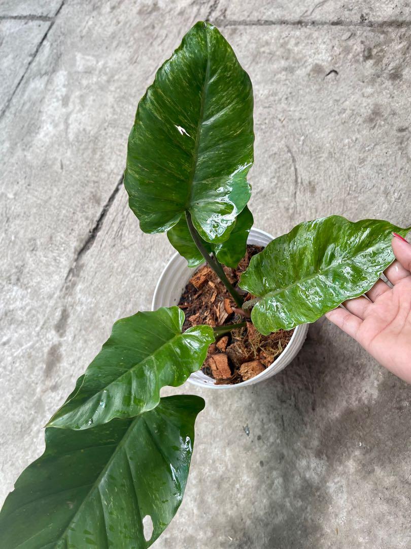 Variegated jungle fever, Furniture & Home Living, Gardening, Plants