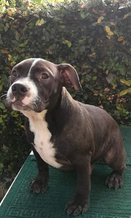 American bully top 5 months