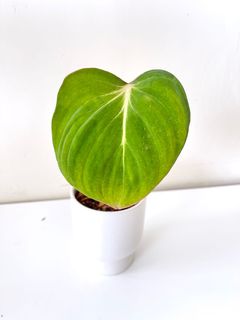 （分類：）位於 。 由 greenhouse.collection 提交（商品編號 1137114314，圖片 1）。簡介： 。