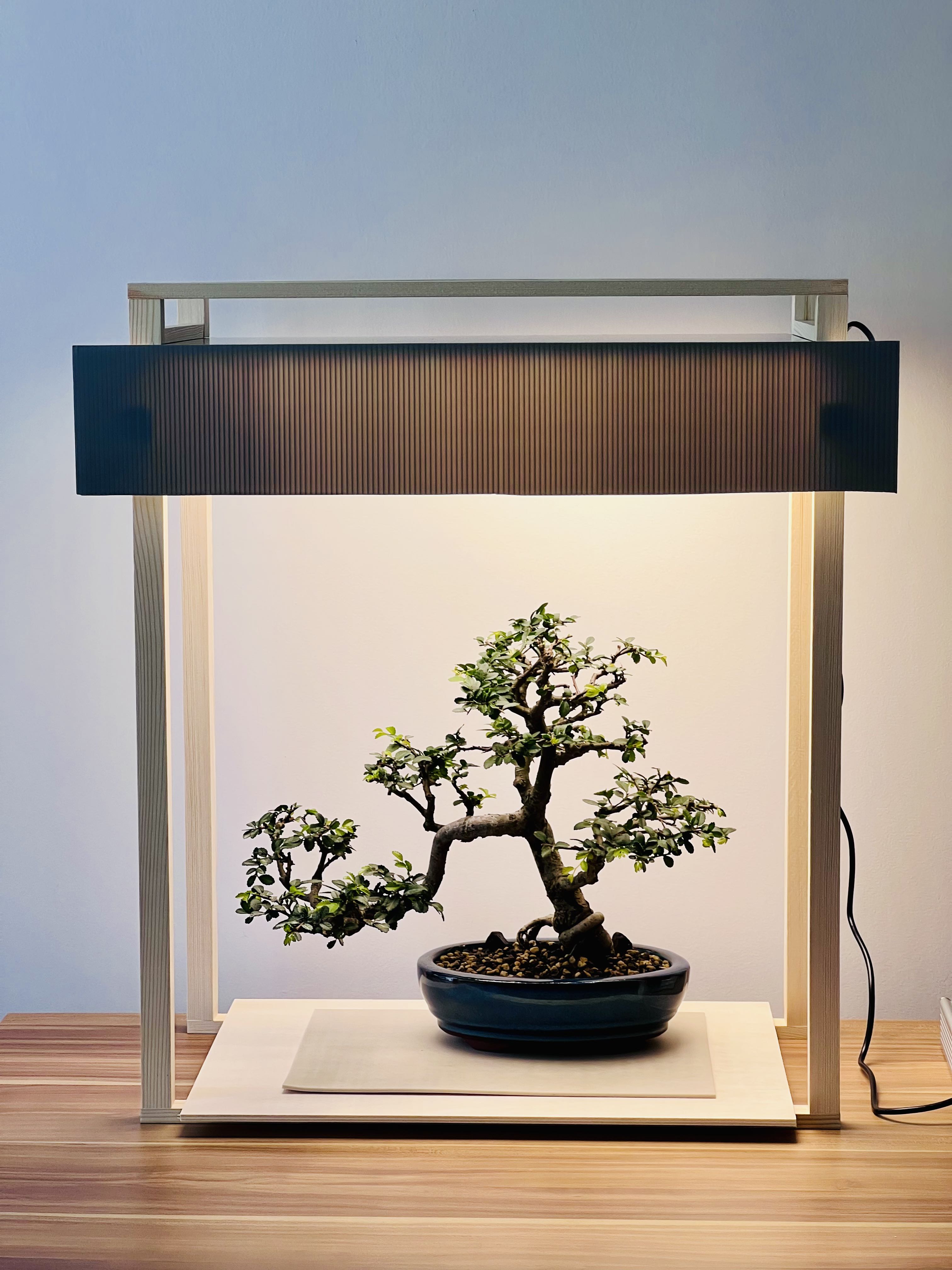 Best grow sales light for bonsai
