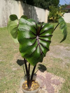 (Category: ) located in . Submitted by mohdsame (Listing ID 1137093307, Image 1). Description: .