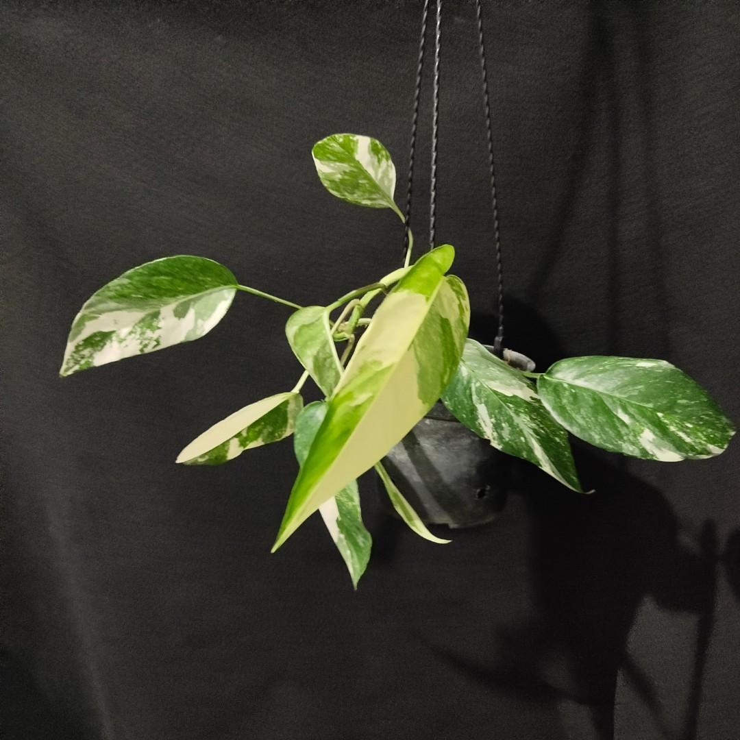 Epipremnum pinnatum aurea-variegata (Reverted) - 6 Hanging Basket