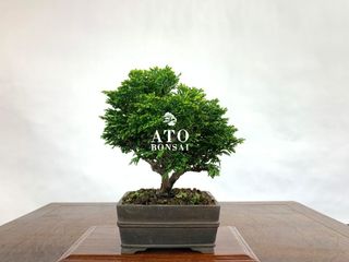 (Category: ) located in . Submitted by ato_bonsai (Listing ID 1137076613, Image 1). Description: .