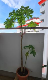 (Category: ) located in . Submitted by 17prithiviraj (Listing ID 1137139645, Image 1). Description: .