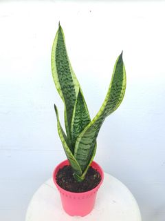 (Category: ) located in . Submitted by pot_a_plant (Listing ID 1124377813, Image 1). Description: .
