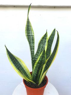 (Category: ) located in . Submitted by pot_a_plant (Listing ID 1137086940, Image 1). Description: .