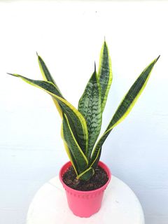(Category: ) located in . Submitted by pot_a_plant (Listing ID 1137087309, Image 1). Description: .