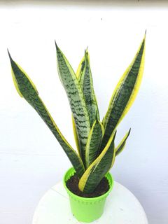 (Category: ) located in . Submitted by pot_a_plant (Listing ID 1137088024, Image 1). Description: .