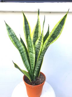 (Category: ) located in . Submitted by pot_a_plant (Listing ID 1137088809, Image 1). Description: .
