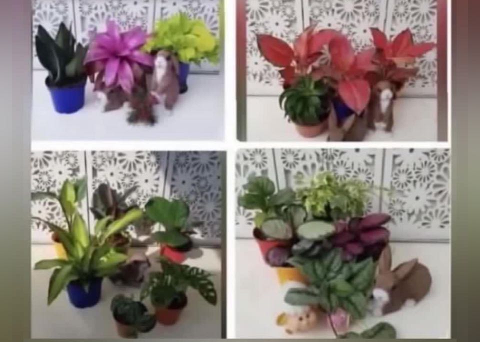 Beautiful plants (free delivery), Furniture & Home Living, Gardening