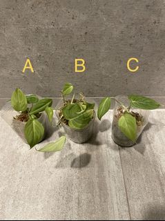 （分類：）位於 。 由 pothos852 提交（商品編號 1137303157，圖片 1）。簡介： 。