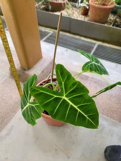 (Category: ) located in . Submitted by bc.garden (Listing ID 1137601851, Image 1). Description: .