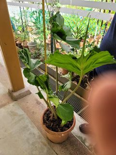 (Category: ) located in . Submitted by bc.garden (Listing ID 1137601627, Image 1). Description: .