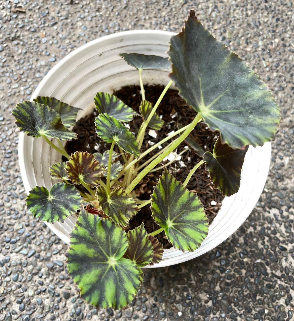 Begonia Mazae Nigricans, Furniture & Home Living, Gardening, Plants