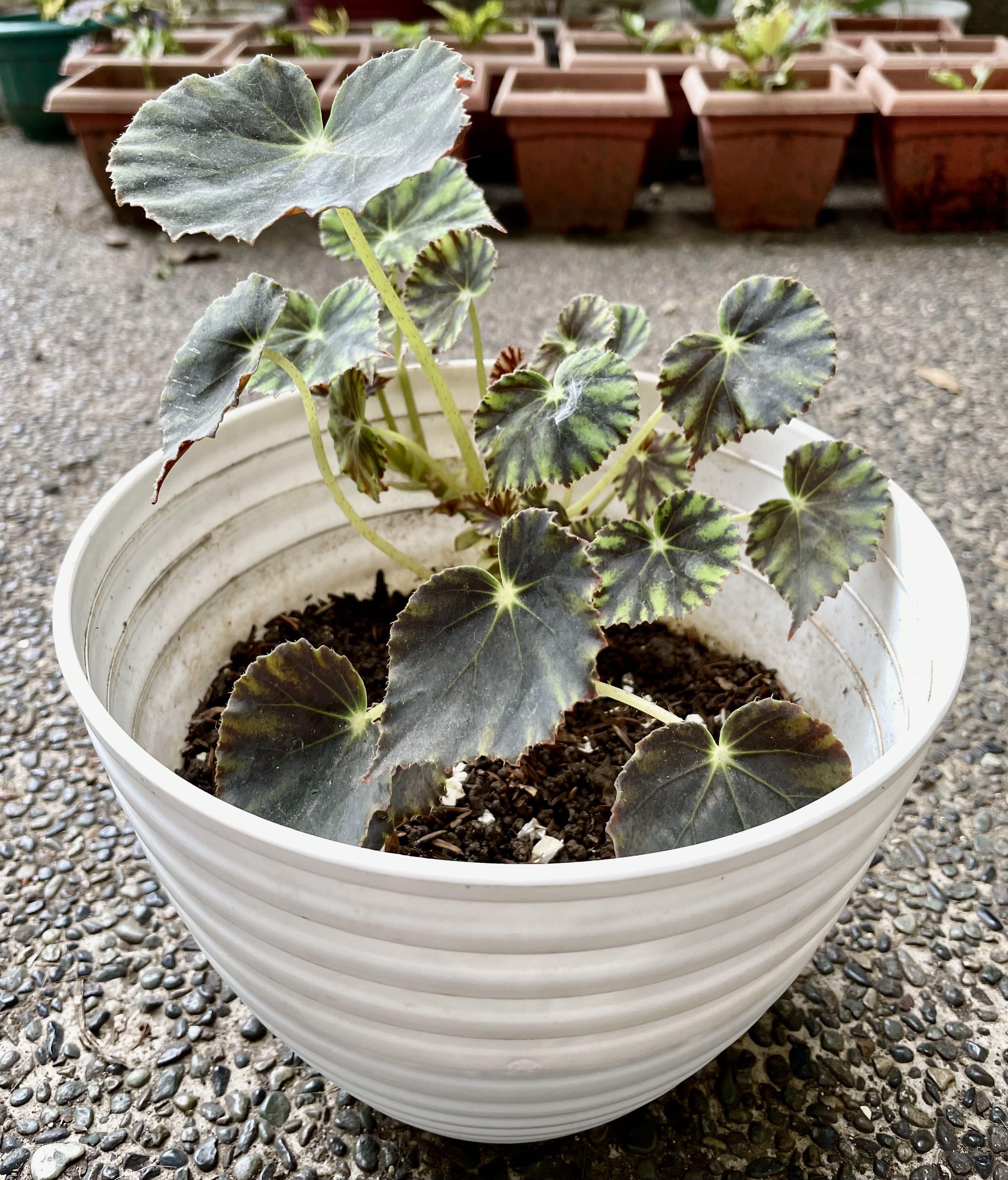 Begonia Mazae Nigricans, Furniture & Home Living, Gardening, Plants