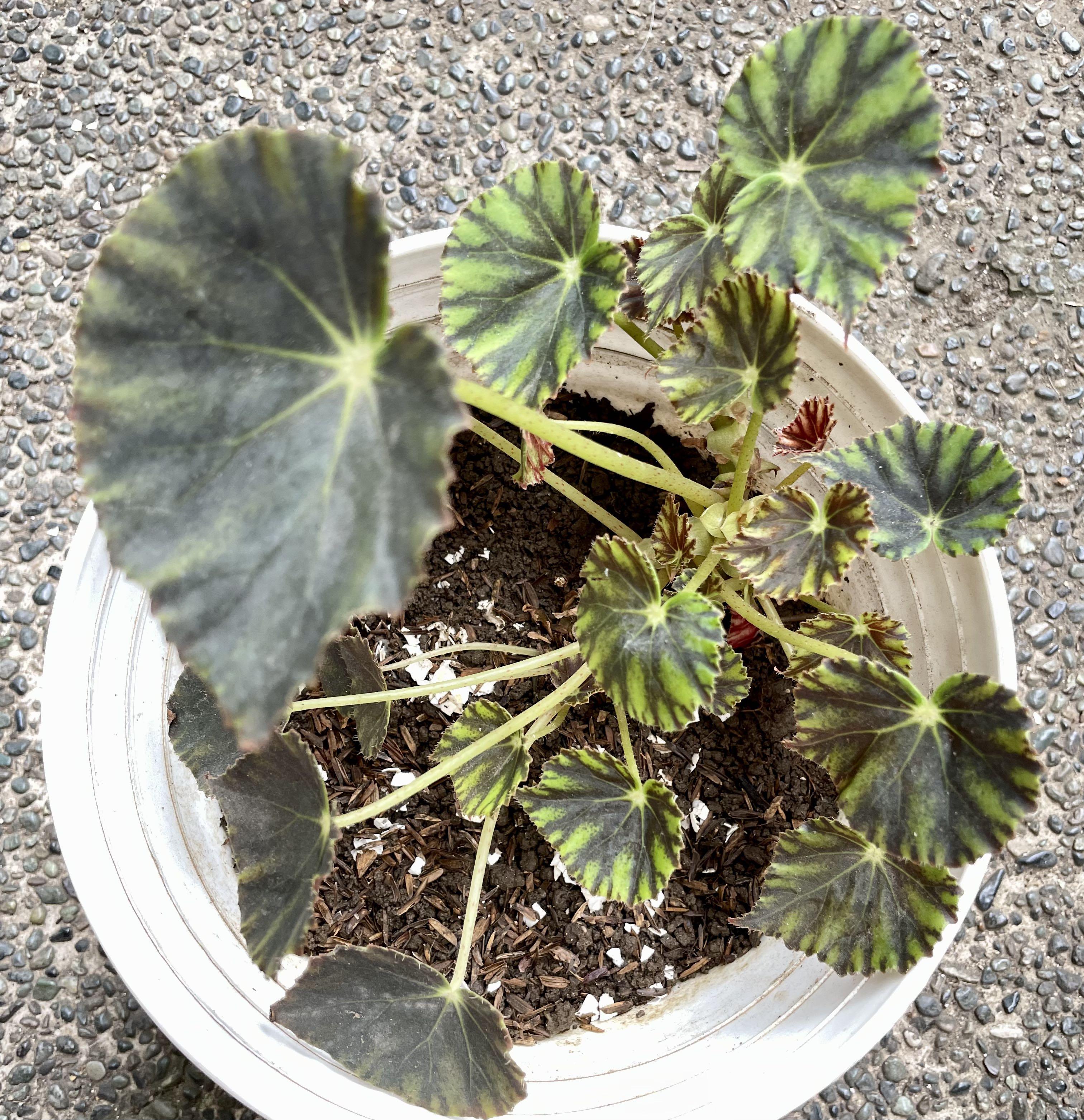 Begonia Mazae Nigricans, Furniture & Home Living, Gardening, Plants