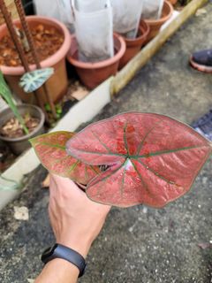 (Category: ) located in . Submitted by bc.garden (Listing ID 1137602172, Image 1). Description: .