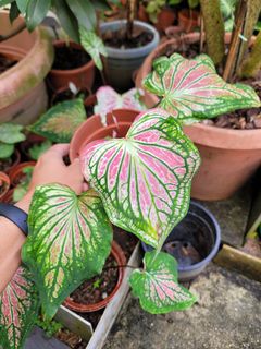 (Category: ) located in . Submitted by bc.garden (Listing ID 1137602031, Image 1). Description: .