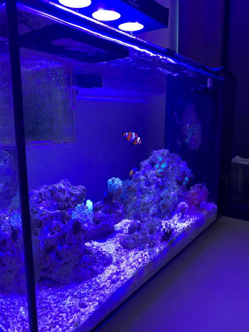 Fluval Evo 13.5 with Upgrades, Everything Else on Carousell