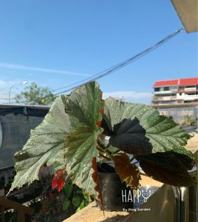 (Category: ) located in . Submitted by jasminekhlim (Listing ID 1137479577, Image 1). Description: .