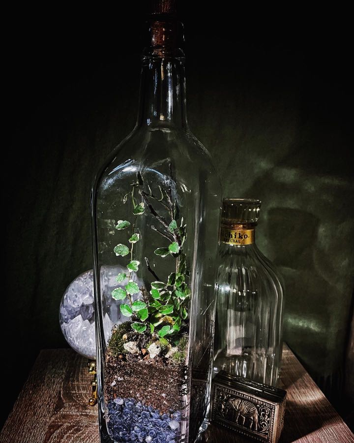 Liquor Bottle Terrarium, Furniture & Home Living, Gardening, Plants