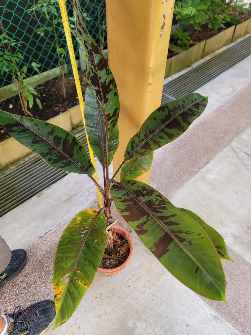 Musa Zebrina Banana Tree(Variegated), Furniture & Home Living