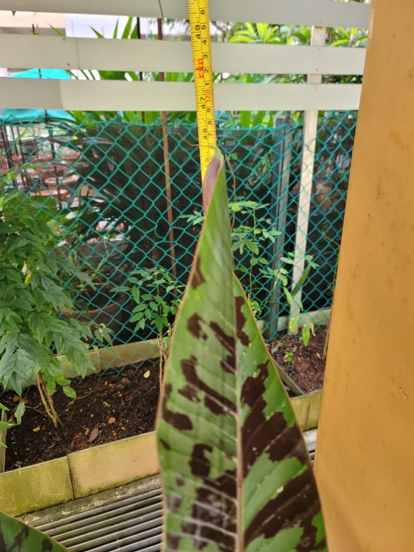 Musa Zebrina Banana Tree(Variegated), Furniture & Home Living