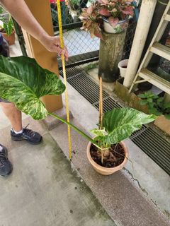 (Category: ) located in . Submitted by bc.garden (Listing ID 1137601089, Image 1). Description: .