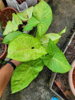 (Category: ) located in . Submitted by bc.garden (Listing ID 1137602852, Image 1). Description: .