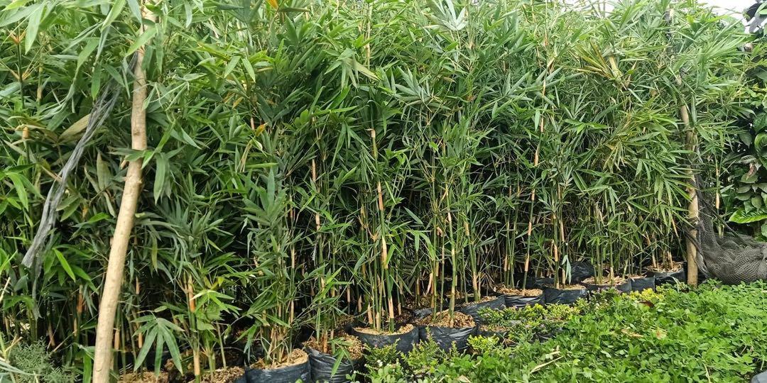 thai bamboo, Furniture & Home Living, Gardening, Plants & Seeds on