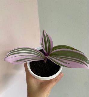 (Category: ) located in . Submitted by miin.plants (Listing ID 1113610625, Image 1). Description: .