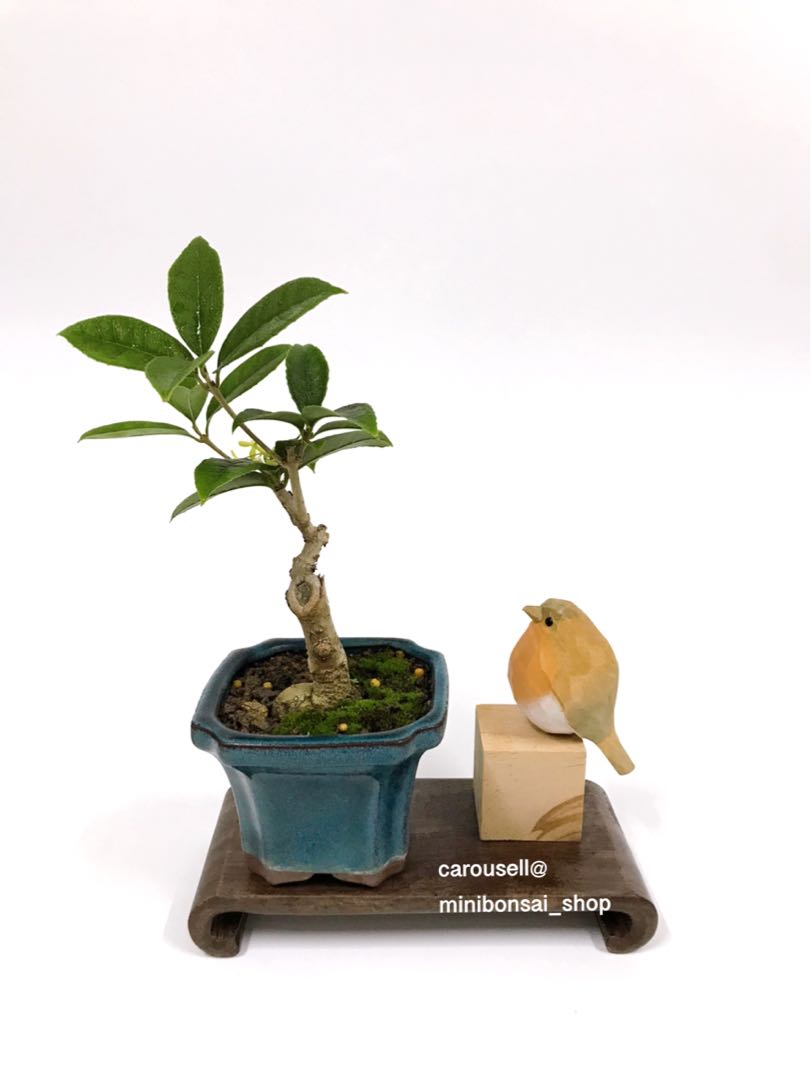 桂花樹盆景 開花 15 1 22 傢俬 家居 園藝 植物及種子 Carousell