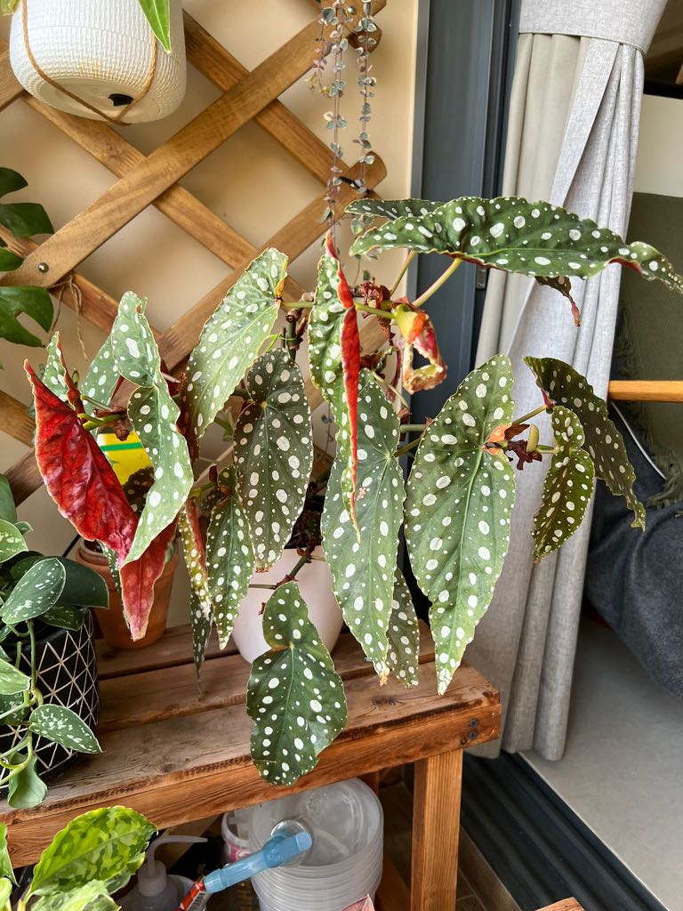 Begonia Maculata Min 4 Mature Stalks Furniture Home Living Gardening Plants Seeds On Carousell