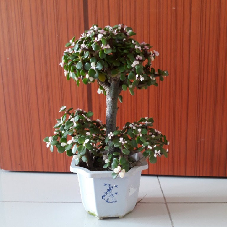 Bonsai - Variegated Elephant Bush (Portulacaria Afra Variegata Pink
