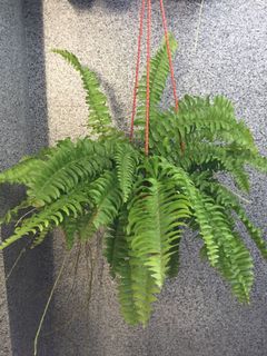(Category: ) located in . Submitted by garden_pride (Listing ID 1137684298, Image 1). Description: .