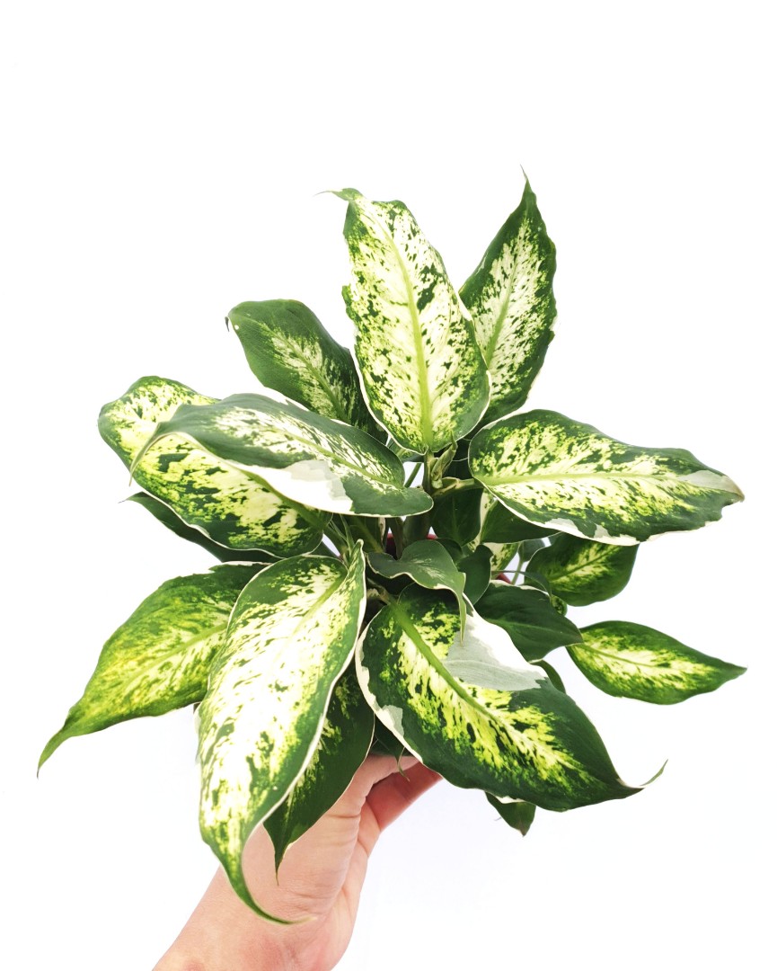 Dieffenbachia Anna, Furniture & Home Living, Gardening, Plants & Seeds ...