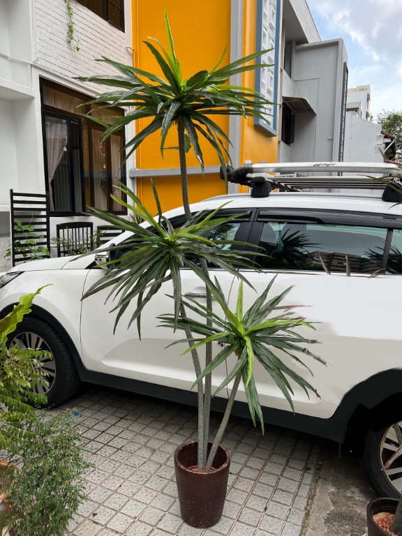 Fake (Tall) Plants for Indoor., Furniture & Home Living, Home Decor