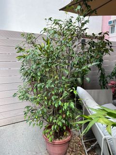 （分類：）位於 。 由 will_tm 提交（商品編號 1137740560，圖片 1）。簡介： 。