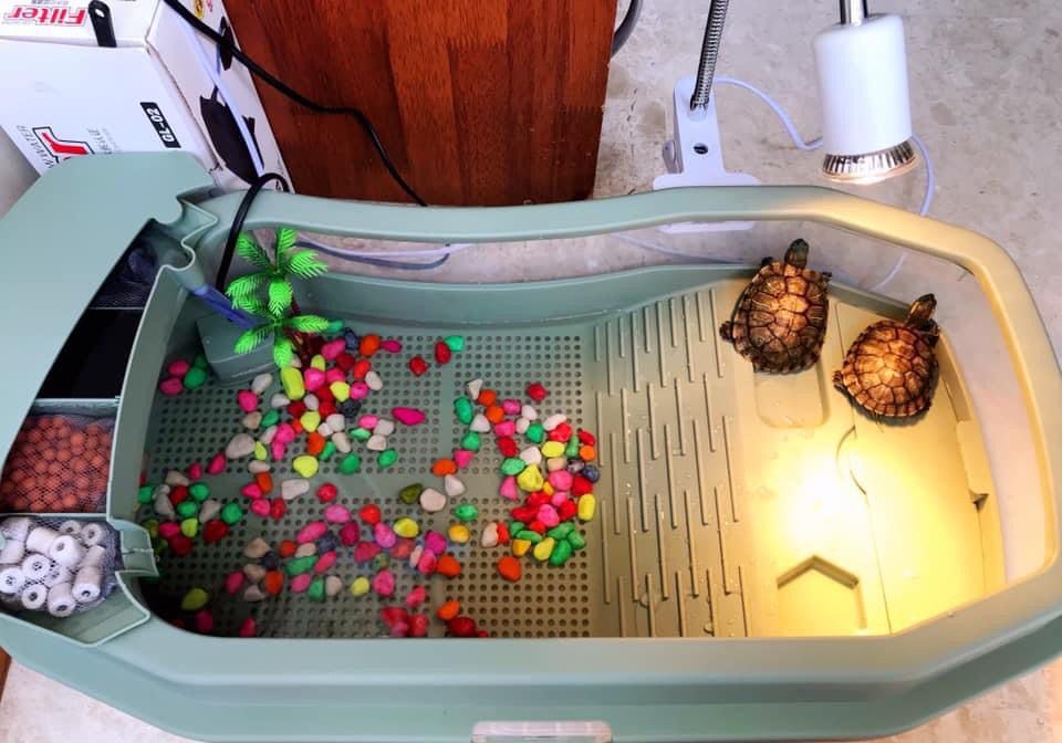 Full large turtle tank set, Pet Supplies, Homes & Other Pet Accessories