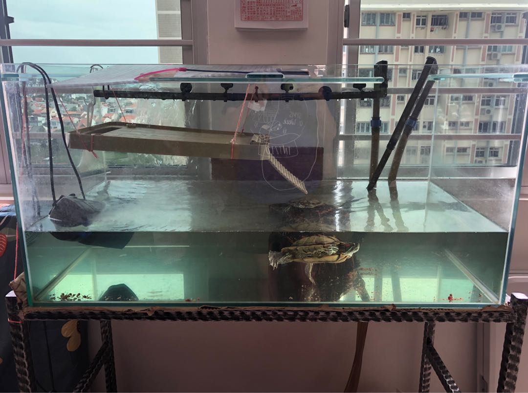 Glass Fish Tank, Stand and Filter Pump, Pet Supplies, Homes & Other Pet