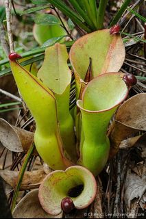 (Category: ) located in . Submitted by heliamphora (Listing ID 1137857946, Image 1). Description: .