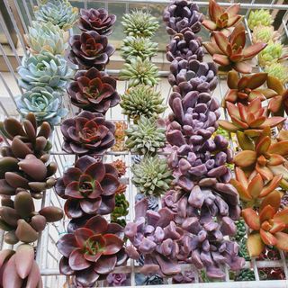 (Category: ) located in . Submitted by succulentworldsg (Listing ID 1137741399, Image 1). Description: .