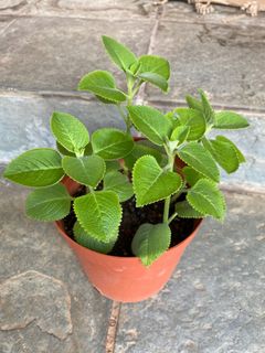(Category: ) located in . Submitted by gardenertang (Listing ID 1137736962, Image 1). Description: .