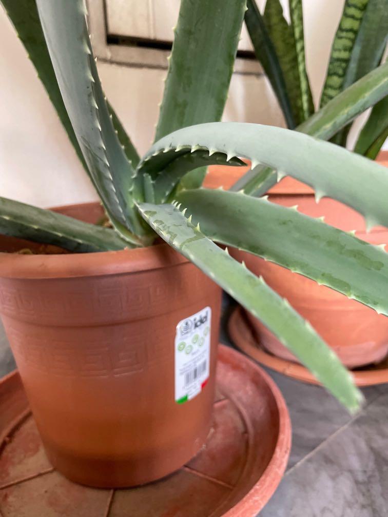Organic Edible Aloe Vera 55cm In 20cm Pot Furniture And Home Living Gardening Plants And Seeds 4813