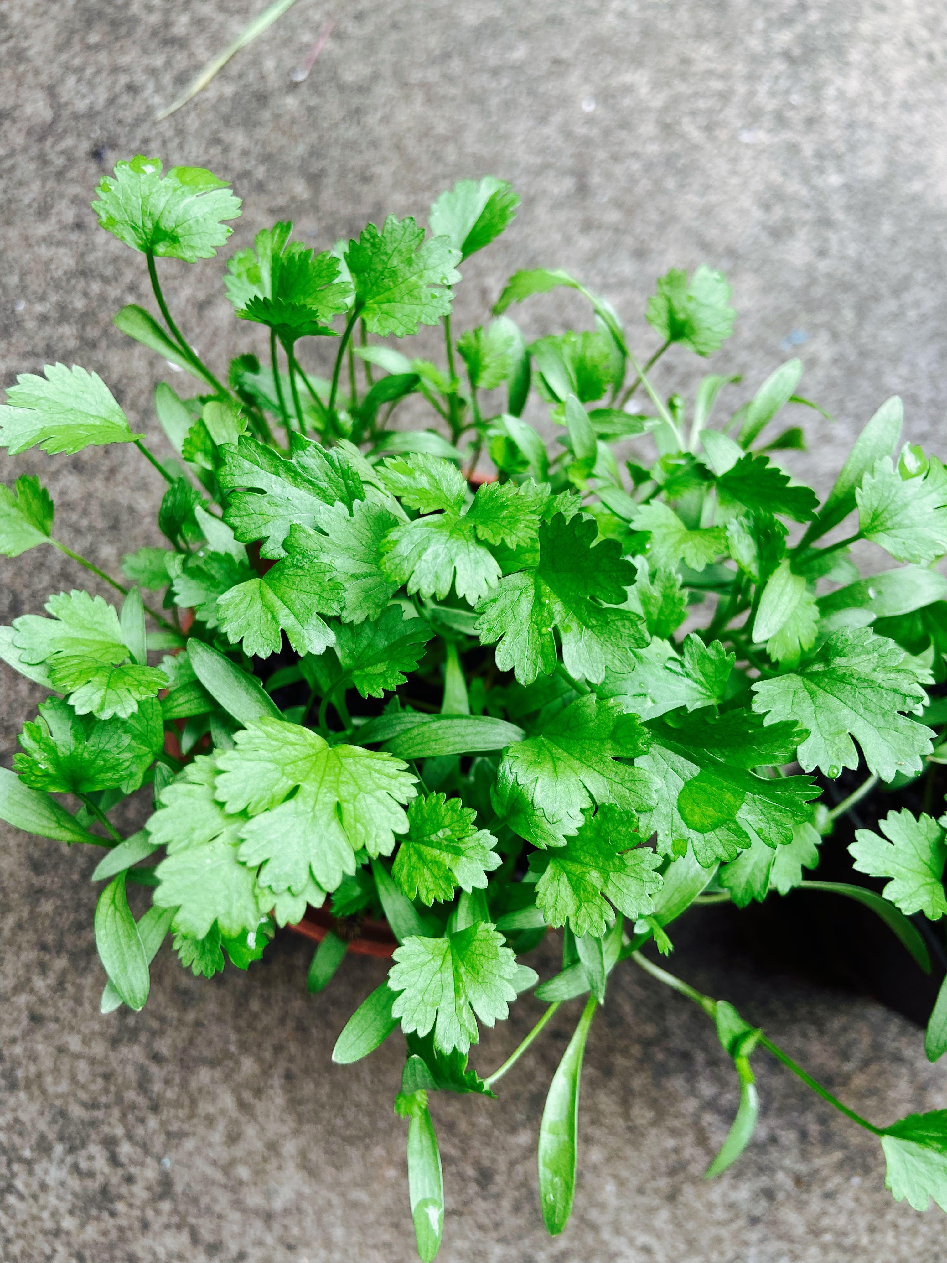 Plant 芫荽苗茜控小盆栽可食用植物香草邊食邊生長全蚯蚓土種植有機菜coriander Herbs 傢俬 家居 園藝 植物及種子 Carousell