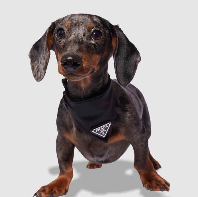 Prada dog harness sale