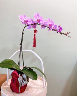 CNY Phalaenopsis