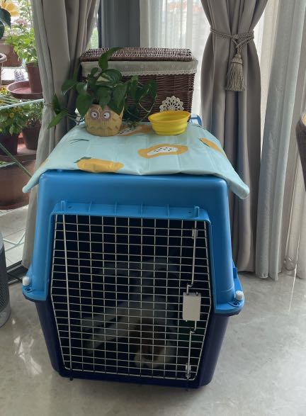 pet carrier olx