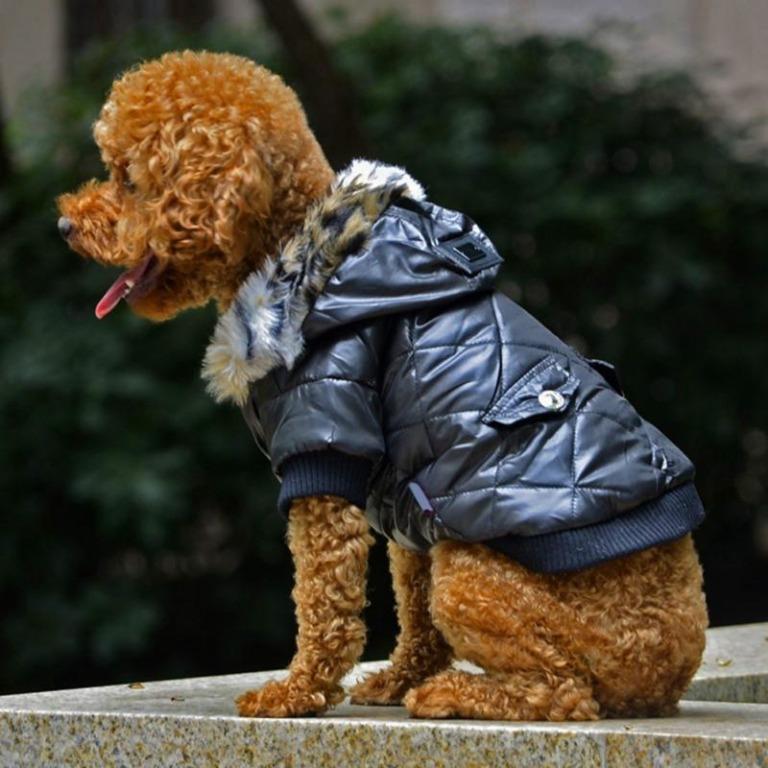 Chihuahua snowsuit on sale