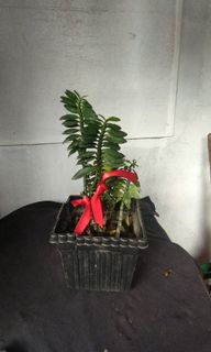 (Category: ) located in . Submitted by itemfindsph (Listing ID 1137933437, Image 1). Description: .